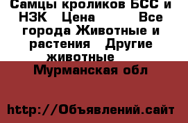 Самцы кроликов БСС и НЗК › Цена ­ 400 - Все города Животные и растения » Другие животные   . Мурманская обл.